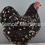 Zwerg-Orpington schwarz-weiss gescheckt HV96 LB Metzner Olaf